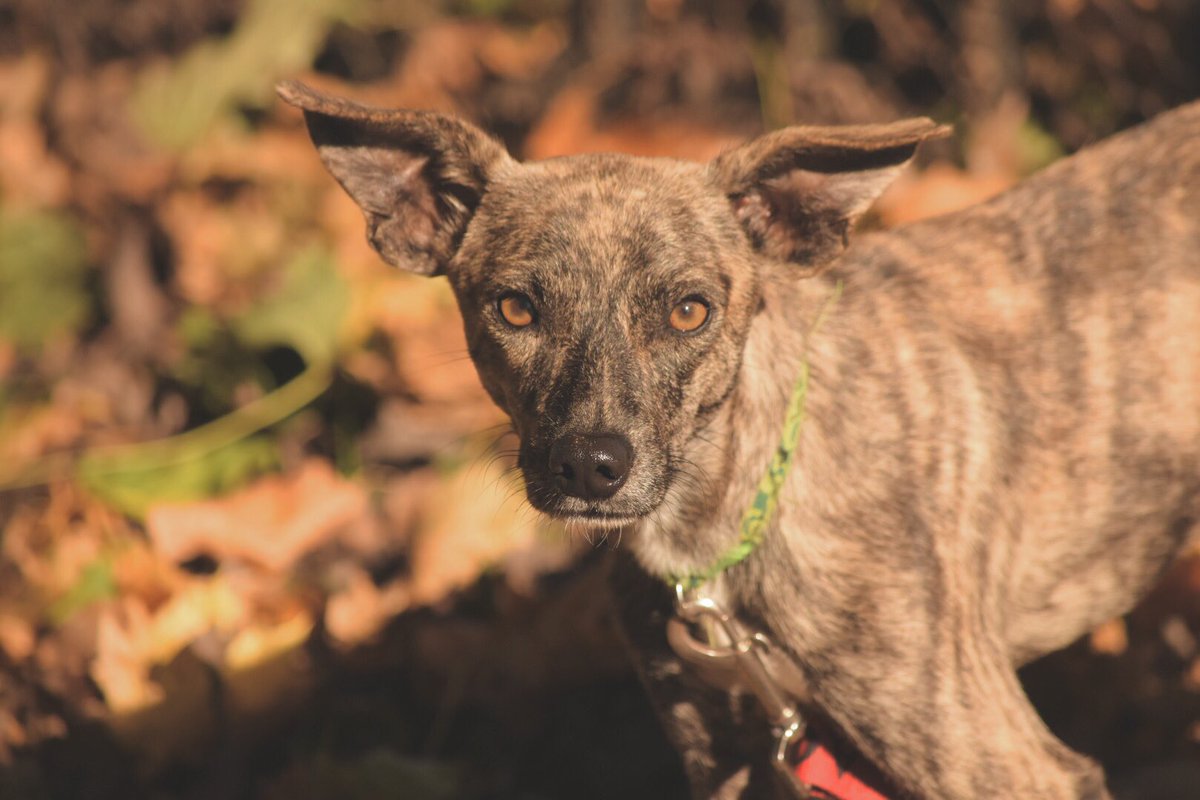 This weekend we welcomed these 4 gorgeous boys to PA ❤️