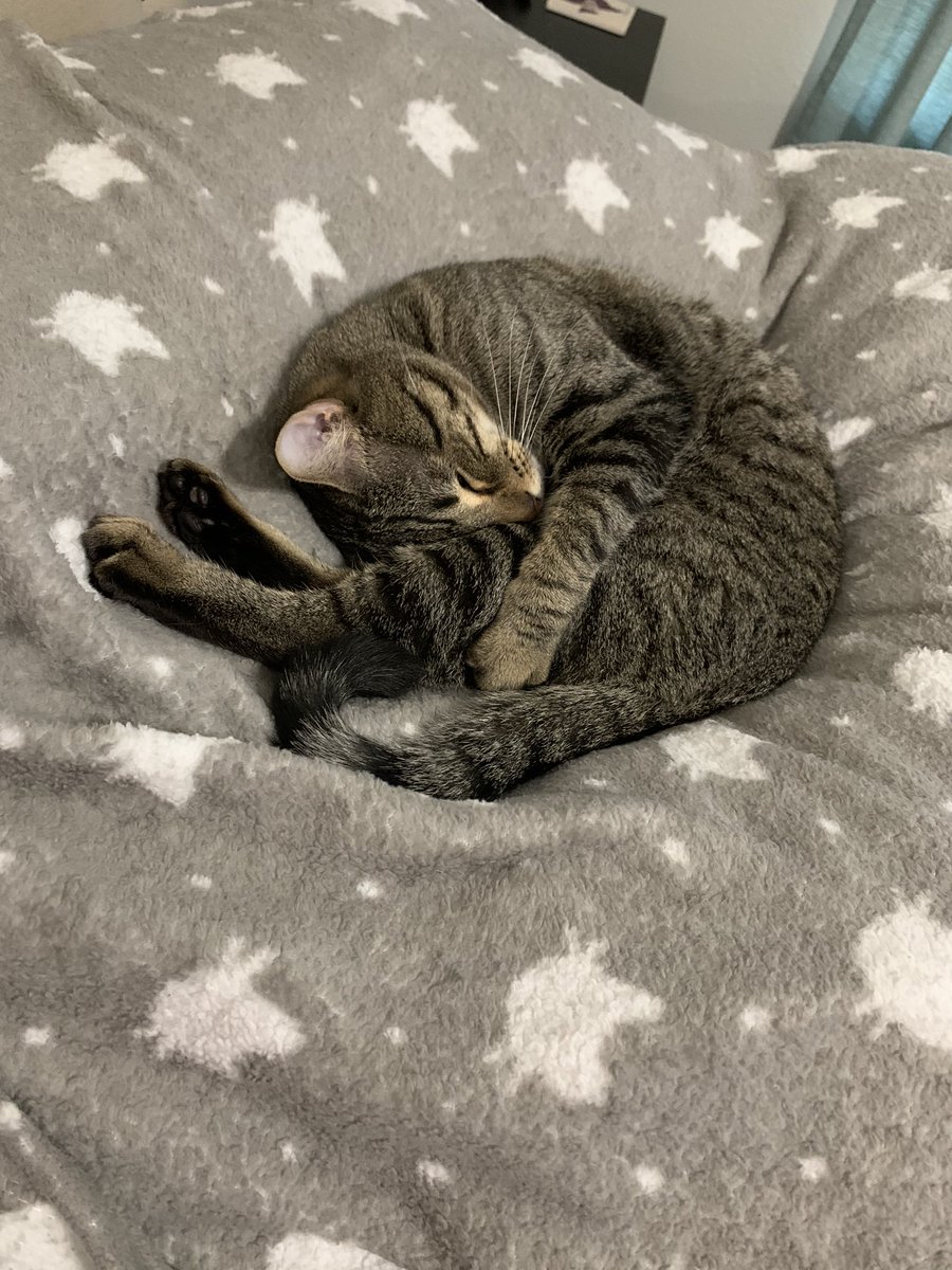 mayzermath's tweet photo. Productive Sunday doing some long range planning and hanging out with Henry! Now time for dinner with the family! 💜💕#FamilyOverEverything #KatyHasHeart #GoOKEKoalas @malynn_r @paige_hellman https://t.co/IDlT92fs0C