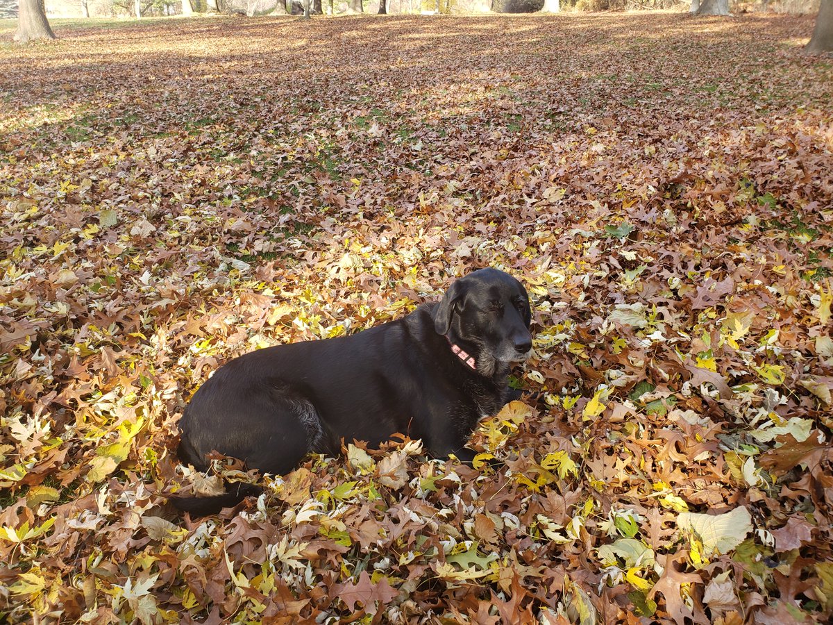 BsMariani's tweet photo. @KeithMalinak Stella got a bath then laid in a pile of leaves full of sap. https://t.co/OYRFmb2ieF