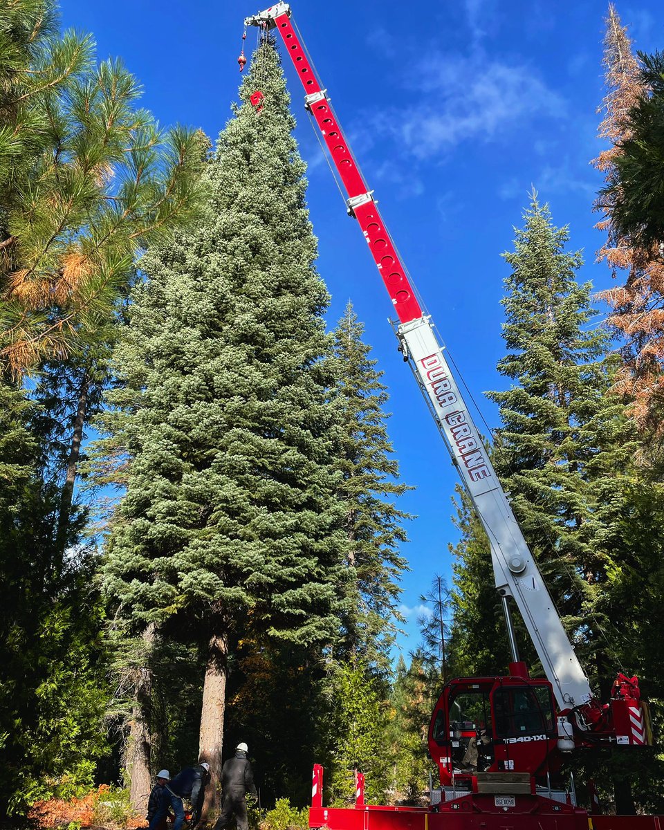 VivaDowntown's tweet photo. The Holiday Christmas Tree has arrived Downtown! 🎄 🎉 https://t.co/kbIzhTIYuS