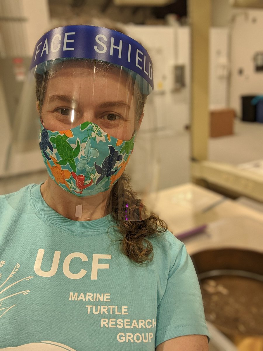 erin_seney's tweet photo. Excited to get back to #smellyscience after a nearly 8-mo hiatus. Today I met up with a new volunteer & resumed sorting #Kempsridley #seaturtle #gutcontents for a diet characterization project. It felt good to get my #science on, even with the new headgear. #UCFTurtleLab https://t.co/Qr23wkUGai