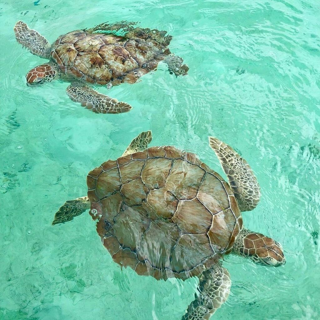 Valentines Resort tweet media