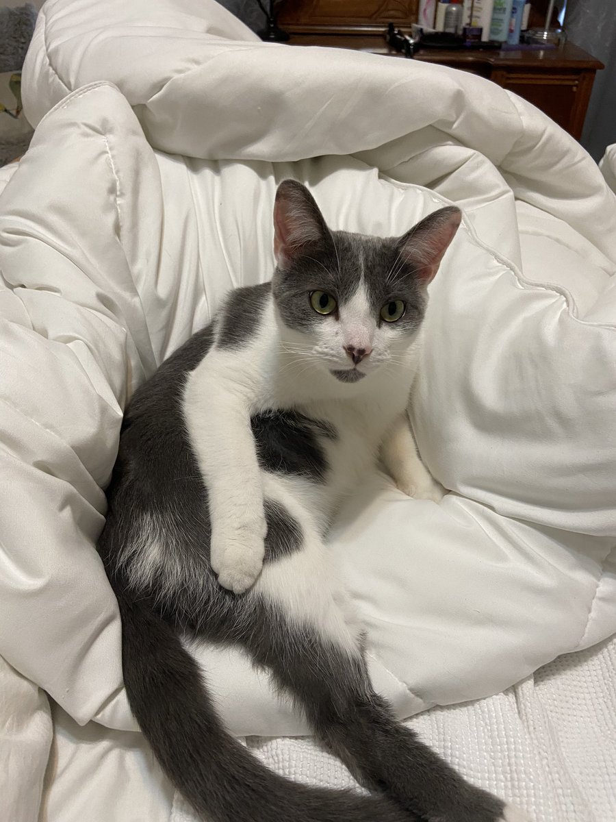 Julia_Chaffins's tweet photo. @BMeowfield Right https://t.co/Lkkb96q3E9