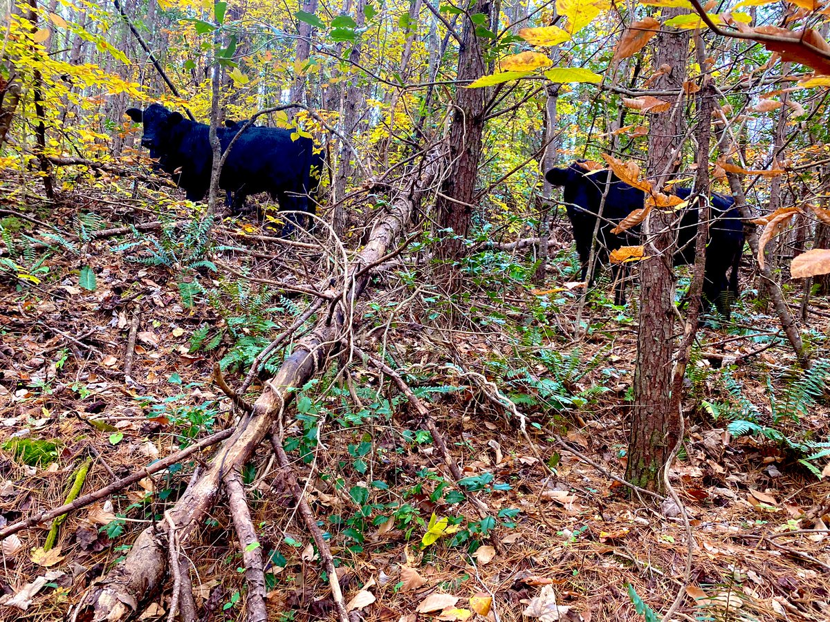 TheDrShaver's tweet photo. Sunday hikes lead to adventures. Today’s adventure, feral cows running around on the game lands. #adventures #wildcows #mooo https://t.co/9LIqmYmNT5