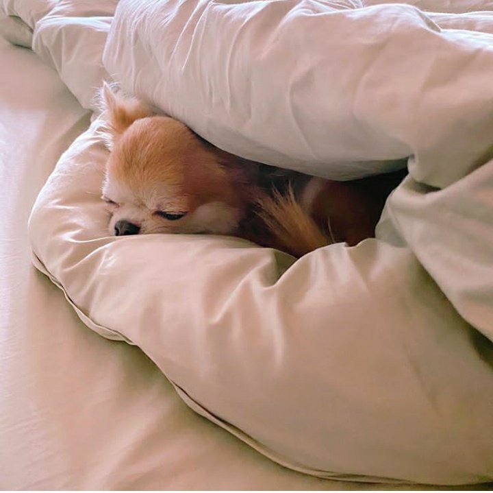charlotte_Opas's tweet photo. Morning ค่ะพี่ๆ🐶💜

Ig : mickmetas 

#Charlotteka #mickmetas https://t.co/sPDGa3gsUY