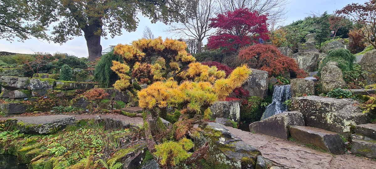 fentinic's tweet photo. #RHSWisley #Surrey #Sundaymorningwalk #Autumn #waterfallwalk #acer https://t.co/dOwya5Hqx6