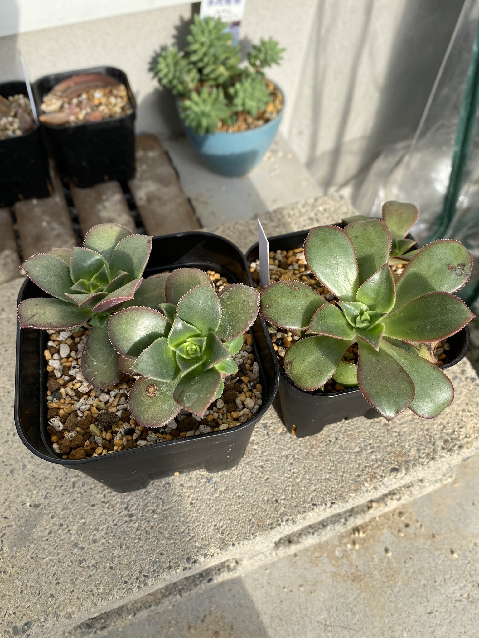 ひろ アエオニウム匂い報告 カシミアバイオレット ほんのり 一日履いた靴下 キウイ 無臭 小人の祭 無臭 ドドランタリス 無臭 スターバースト 無臭 鼻を突っ込んで嗅いでみましたが あまり匂わず 鼻力が足りない キウイと夕映って同じ