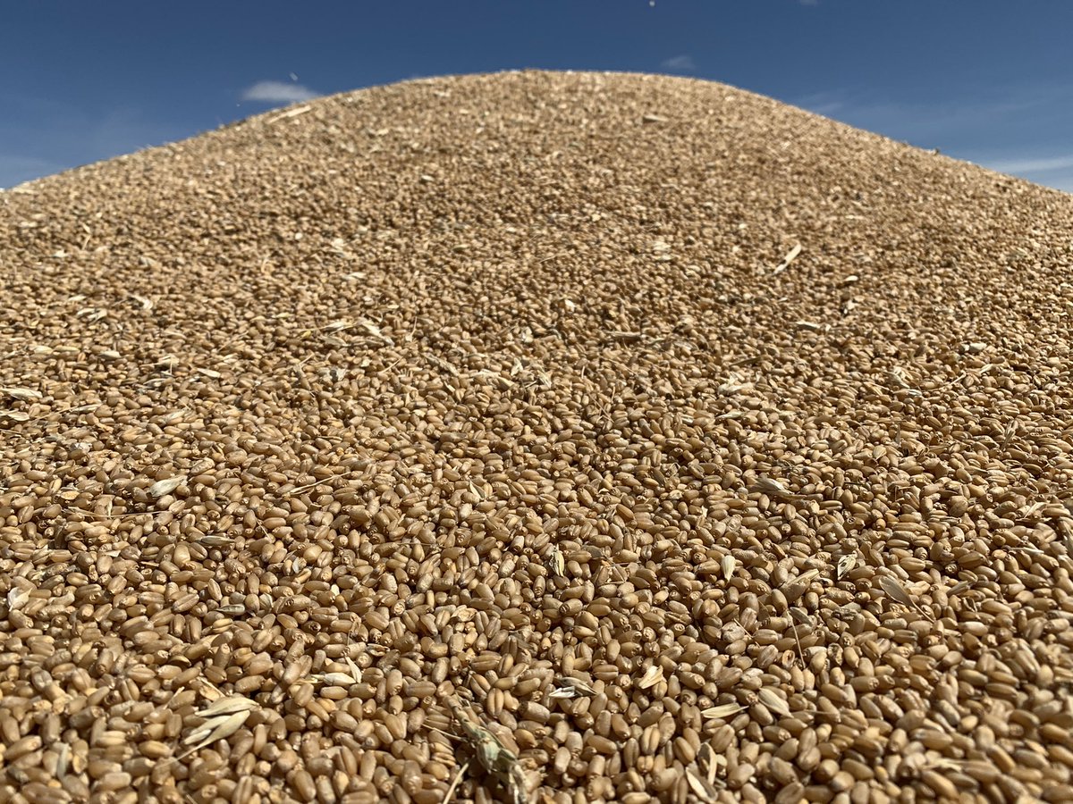 D Mickelborough tweet media