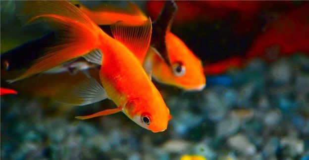 Contrary to popular belief, fish have a decent memory and good vision. If you have one as a pet, chances are it knows your face.
