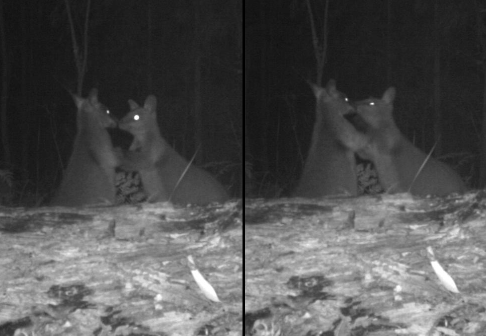 tim_ecology's tweet photo. 'Saucy Swampies caught on camera' #wildlifescandals #WildOz #cameratraps https://t.co/Ueul9fRDam