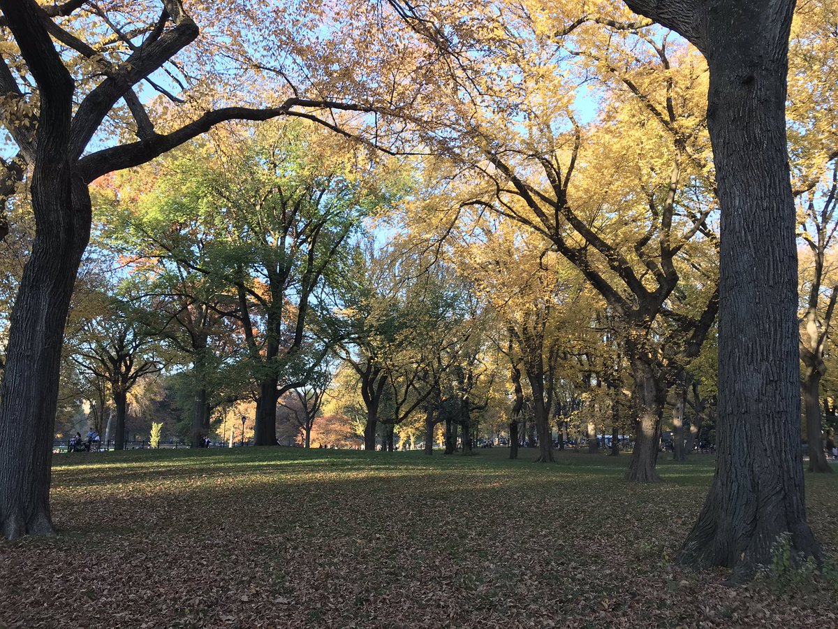 MegSunderland's tweet photo. #NYC was in fine form this beautiful autumn day. Fine form indeed https://t.co/N5mIs9umfS