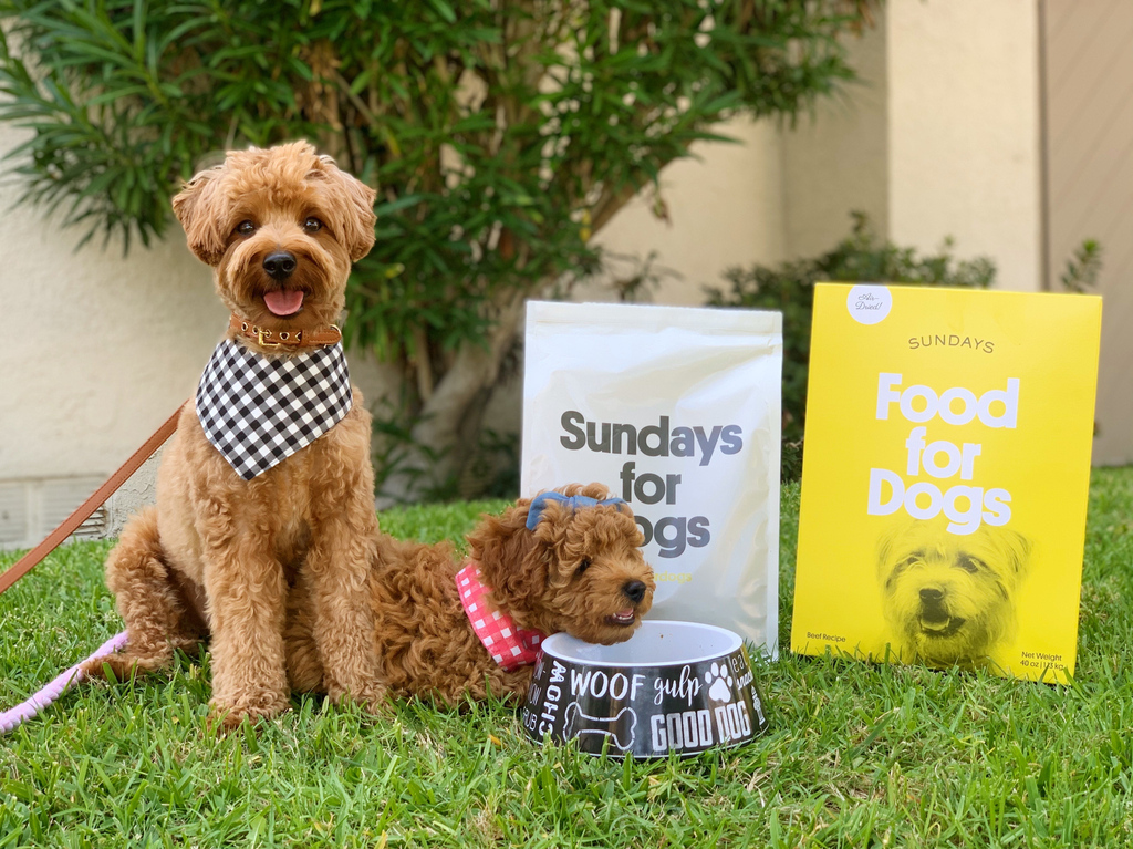 Sundays is better together 💛 Tag someone who’s pup gets this excited for their next bowl of Sundays.