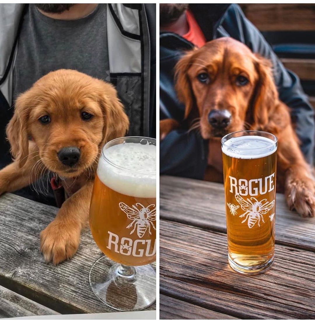 Pup and beer both 11/10! 
Thanks for being a loyal customer <a href="/northwestgolden/">SLEEPY-D BASE DEVID💚😎💚</a>.