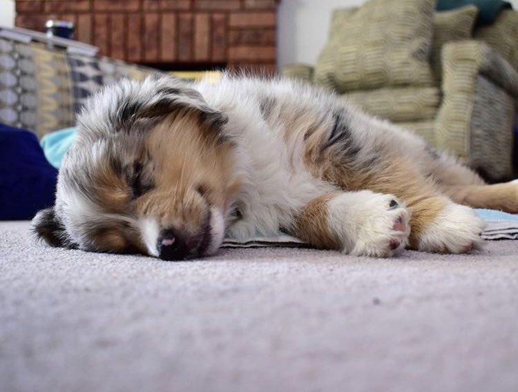 dxviliish's tweet photo. Adopté a esta bebita. 🥺💕 https://t.co/h49GNtI8Lo