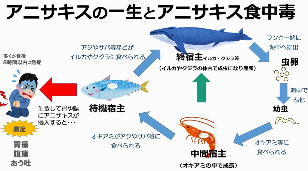 世田谷保健所 ふ化したアニサキスはまずオキアミに寄生します 次にサバやアジ等に食べられると成長せず幼虫のまま寄生します そして終宿主であるクジラ等に食べられる機会を待っています この段階の魚をヒトが生食して胃や腸にアニサキスが侵入すると