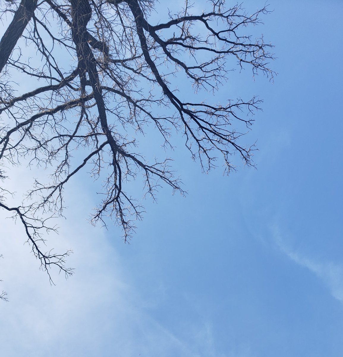 DoItGreenMN's tweet photo. 12 Days Left: It's easy to spend all day looking down... down at your phone, down at the path in front of you, down at your computer. Today... Look Up! 
#VirtualGreenGiftsFair #OurEarthOurCommunity #DoItGreenMN #30DayCountdown https://t.co/ZaFc2cng4r