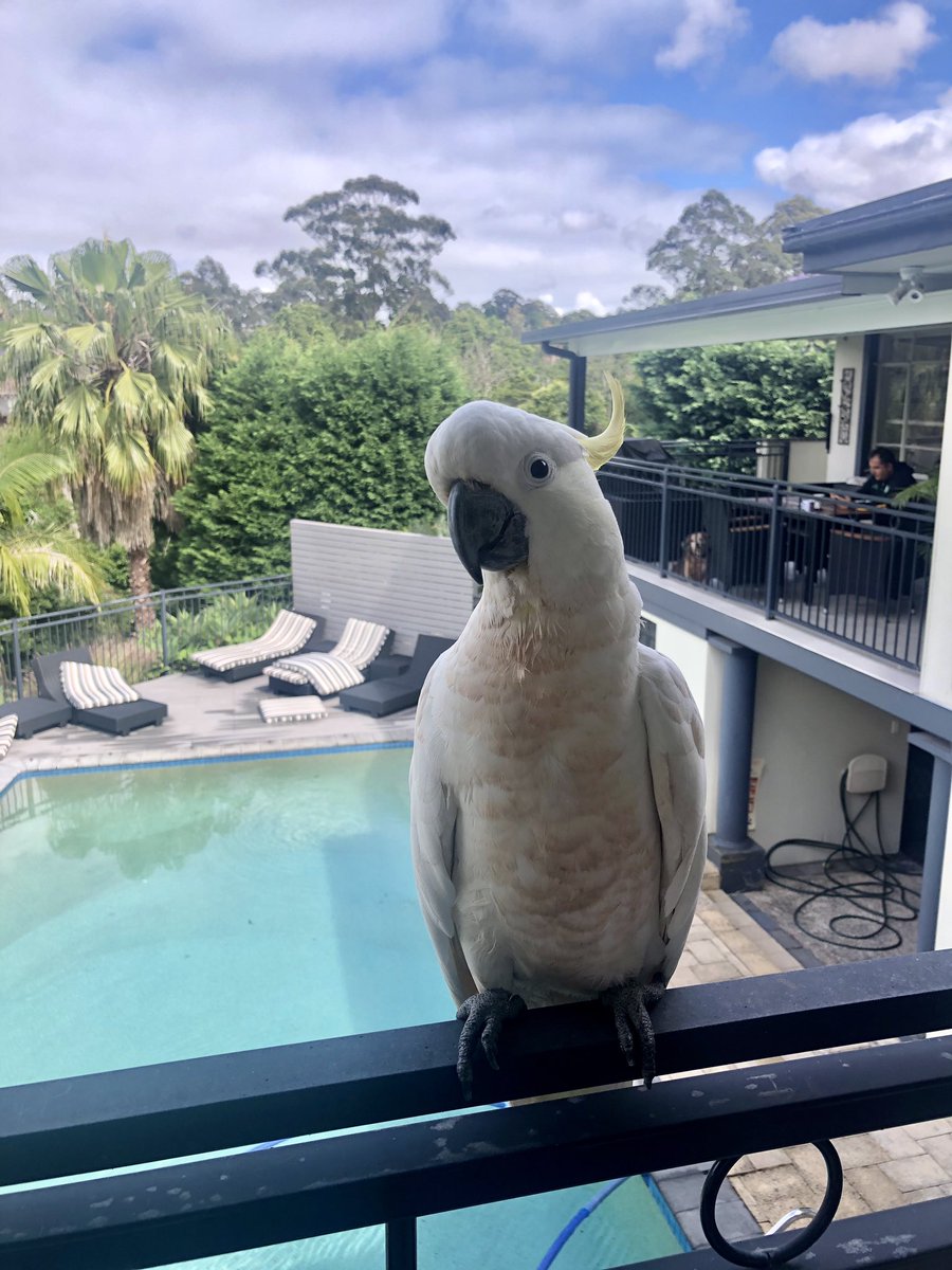 JoanneRighetti's tweet photo. Hello Monday! Hello Cocky! #cockatoo #birdsofsydney https://t.co/TCDiboy6hQ