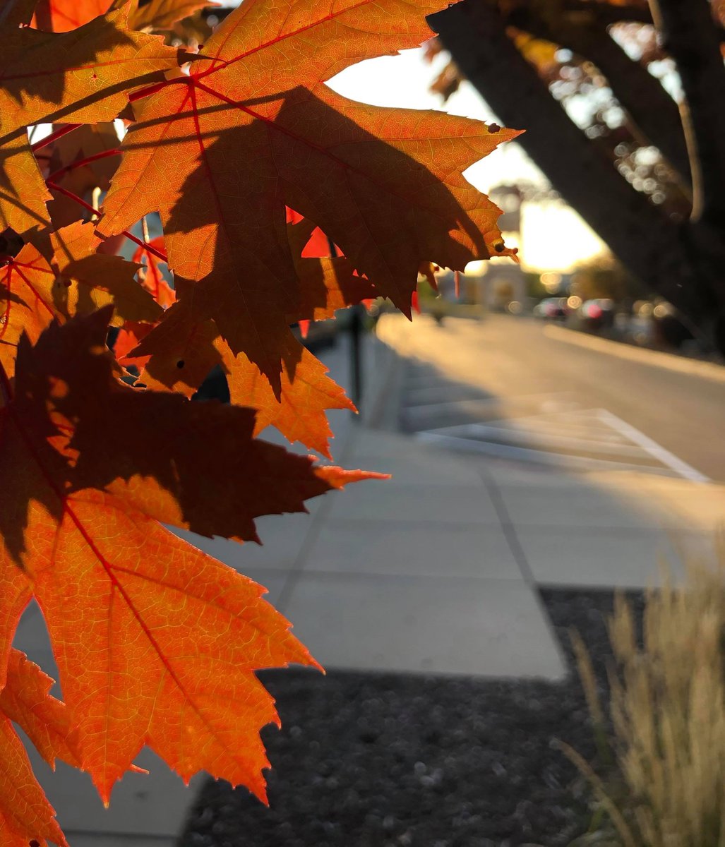 DoItGreenMN's tweet photo. 11 Days: It can be challenging to find the time or space to connect to nature. We often forget that nature is all around us from the grass in the cracks of the sidewalk to the birds flying high above.
#VirtualGreenGiftsFair #OurEarthOurCommunity #DoItGreenMN #30DayCountdown https://t.co/sxJyUgP5rl