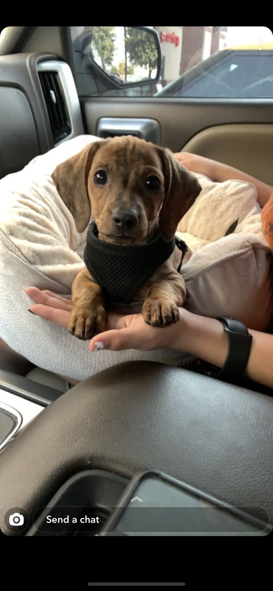 ArykaM22's tweet photo. Update: I did it 🐶 https://t.co/P2U8alswCT