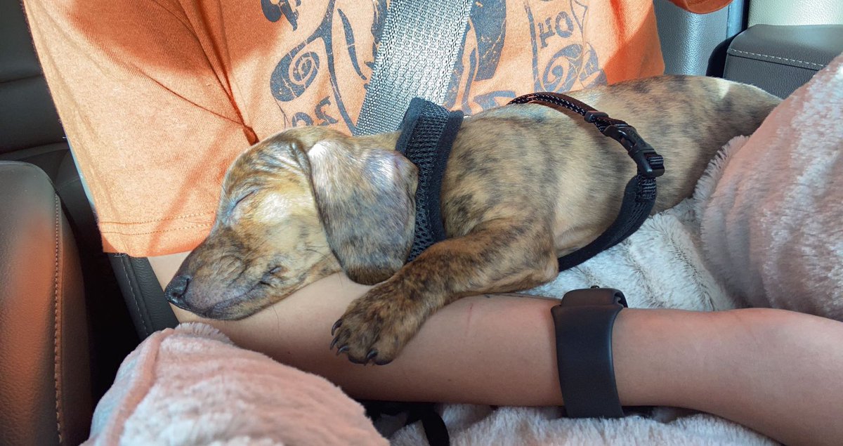 ArykaM22's tweet photo. Update: I did it 🐶 https://t.co/P2U8alswCT