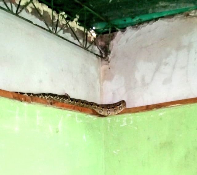 InformaTVX (@informatvx) on Twitter photo .<a href="/BomberosSV/">Bomberos El Salvador 🧑🚒🚒🇸🇻</a> realizó dos desalojos de culebras que se encontraban al interior de unas viviendas, una de ella en la Av. Durán de Ahuachapán, y otra en la lotificación Santa María de Mejicanos, las dos eran Boa imperator, especie inofensivos, cada una medía 1.5 m.
#ITVX .<a href="/BomberosSV/">Bomberos El Salvador 🧑🚒🚒🇸🇻</a> realizó dos desalojos de culebras que se encontraban al interior de unas viviendas, una de ella en la Av. Durán de Ahuachapán, y otra en la lotificación Santa María de Mejicanos, las dos eran Boa imperator, especie inofensivos, cada una medía 1.5 m.
#ITVX