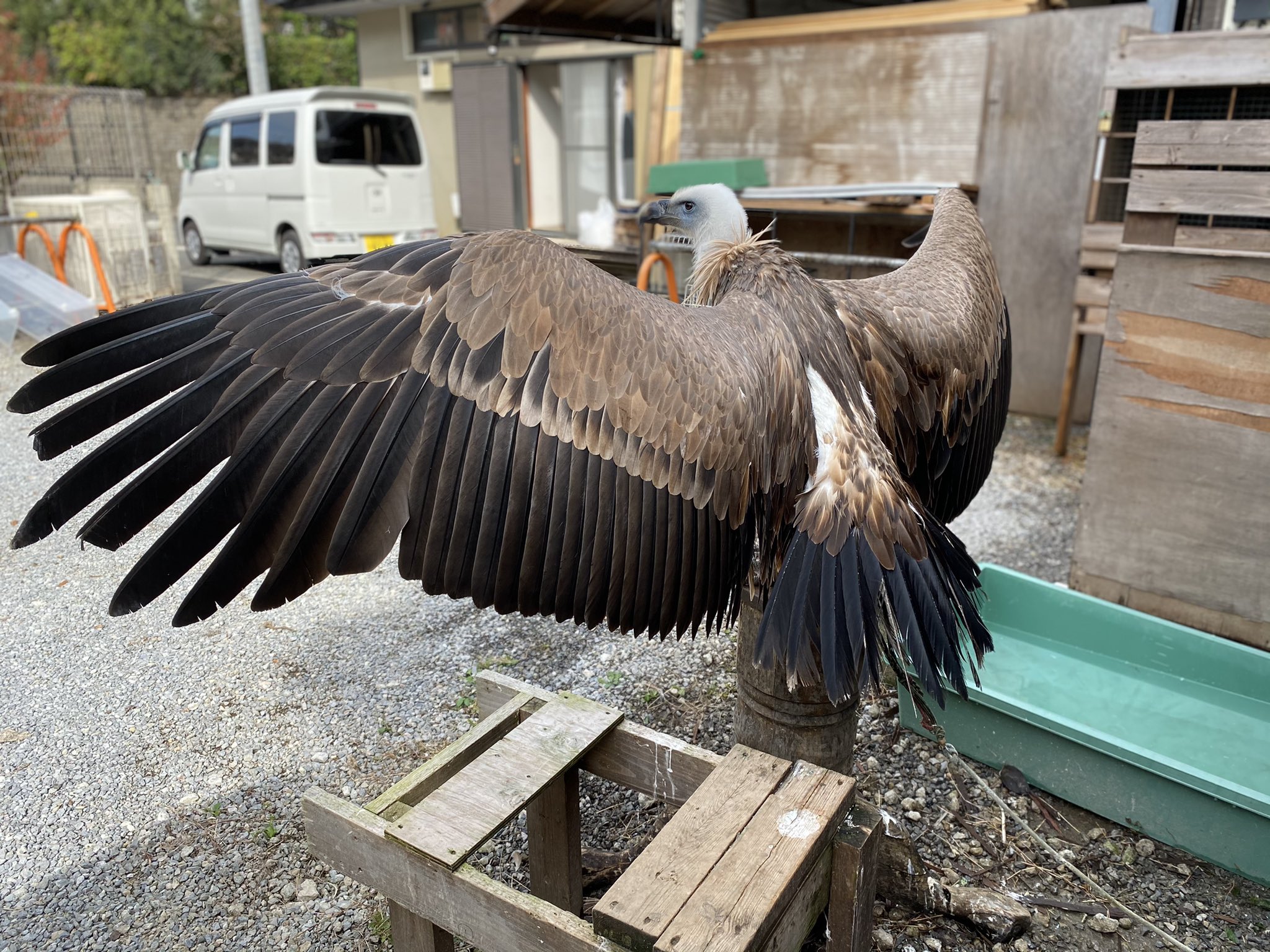 鳥のいるカフェ谷中本店 シロエリハゲワシ お店には居ませんが元気にしています かなりスペースが必要ですが 超大型猛禽 許可なく飼育できる最大サイズの猛禽だと思います T Co Hmp8ct3e3k Twitter