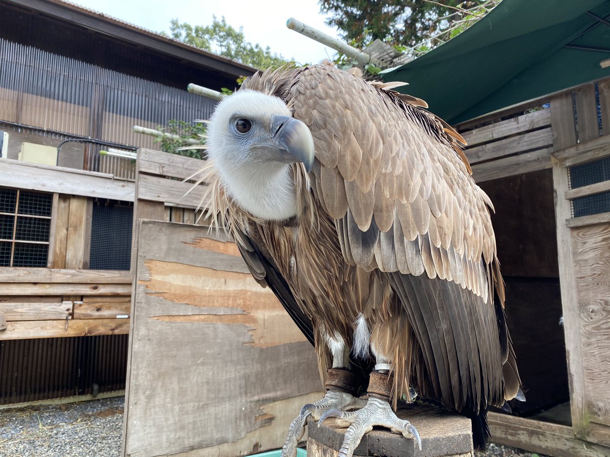 鳥のいるカフェ谷中本店 シロエリハゲワシ お店には居ませんが元気にしています かなりスペースが必要ですが 超大型猛禽 許可なく飼育できる最大サイズの猛禽だと思います T Co Hmp8ct3e3k Twitter