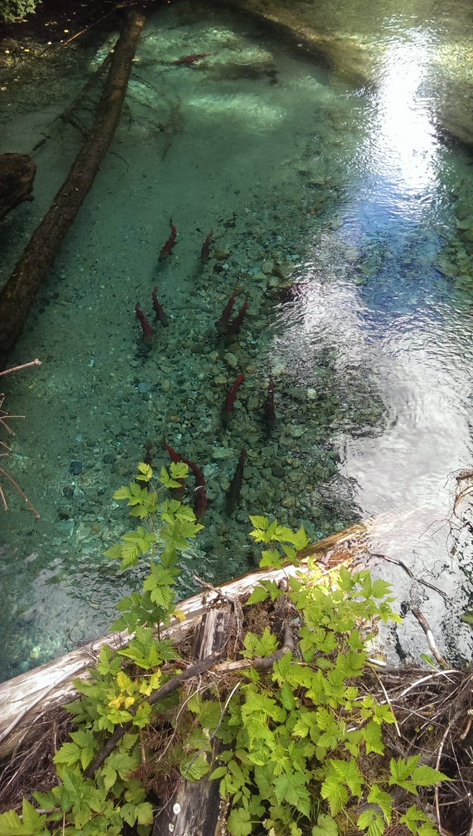 Little fish little fish swimming in the water