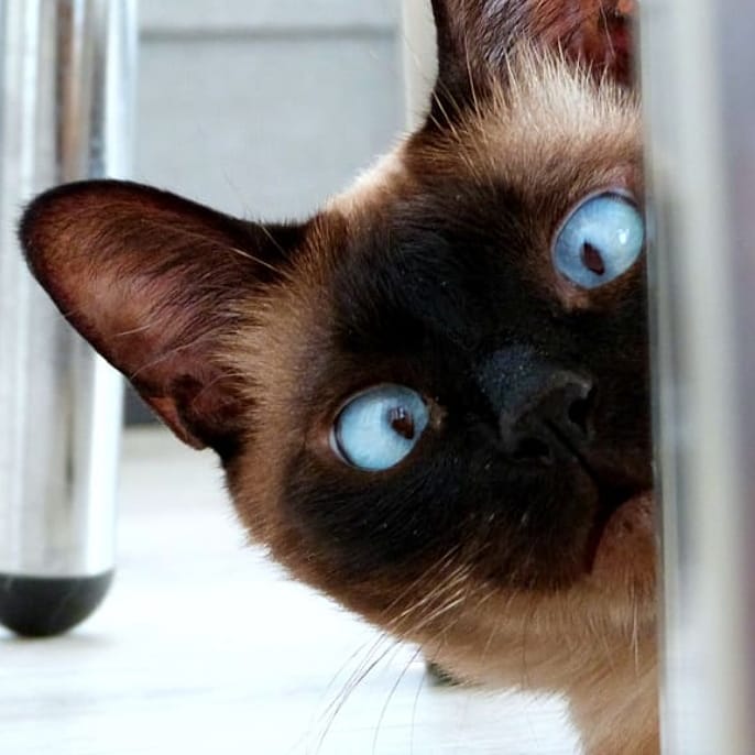 Thelastmeow1's tweet photo. Cats are Peeping Toms

#cat #cats #catsofinstagram #catstagram #catlover #catoftheday #catsagram #catlovers #catering #catalunya #Cathedral #catwalk #catlove #Catholic #catlife #caturday #catsofig #catlady #catpeep #cateye #catwoman #catloverscl #cateye #peepingtom https://t.co/aTKG8Qkaez