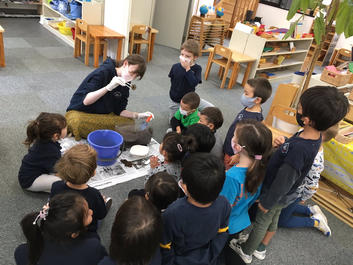MSTokyoSequoia's tweet photo. Our beetle larvae are growing bigger and bigger! We canโt wait for them to grow into a rhinoceros beetle in the spring time๐๐ผ๐ธ #MSTsunshine #MSTlearning #MSTdiscovery https://t.co/sDYKa6nCwl