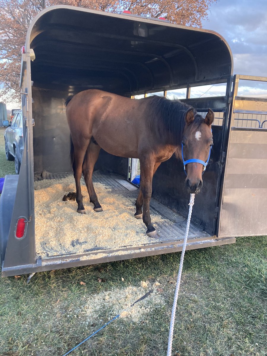 comarah_stables's tweet photo. This guy heads to @KState tomorrow for surgery on Tuesday! Good thoughts, vibes and prayers needed!! #ArabianHorse #arabiangelding #yearling https://t.co/0VVh3A2gb6