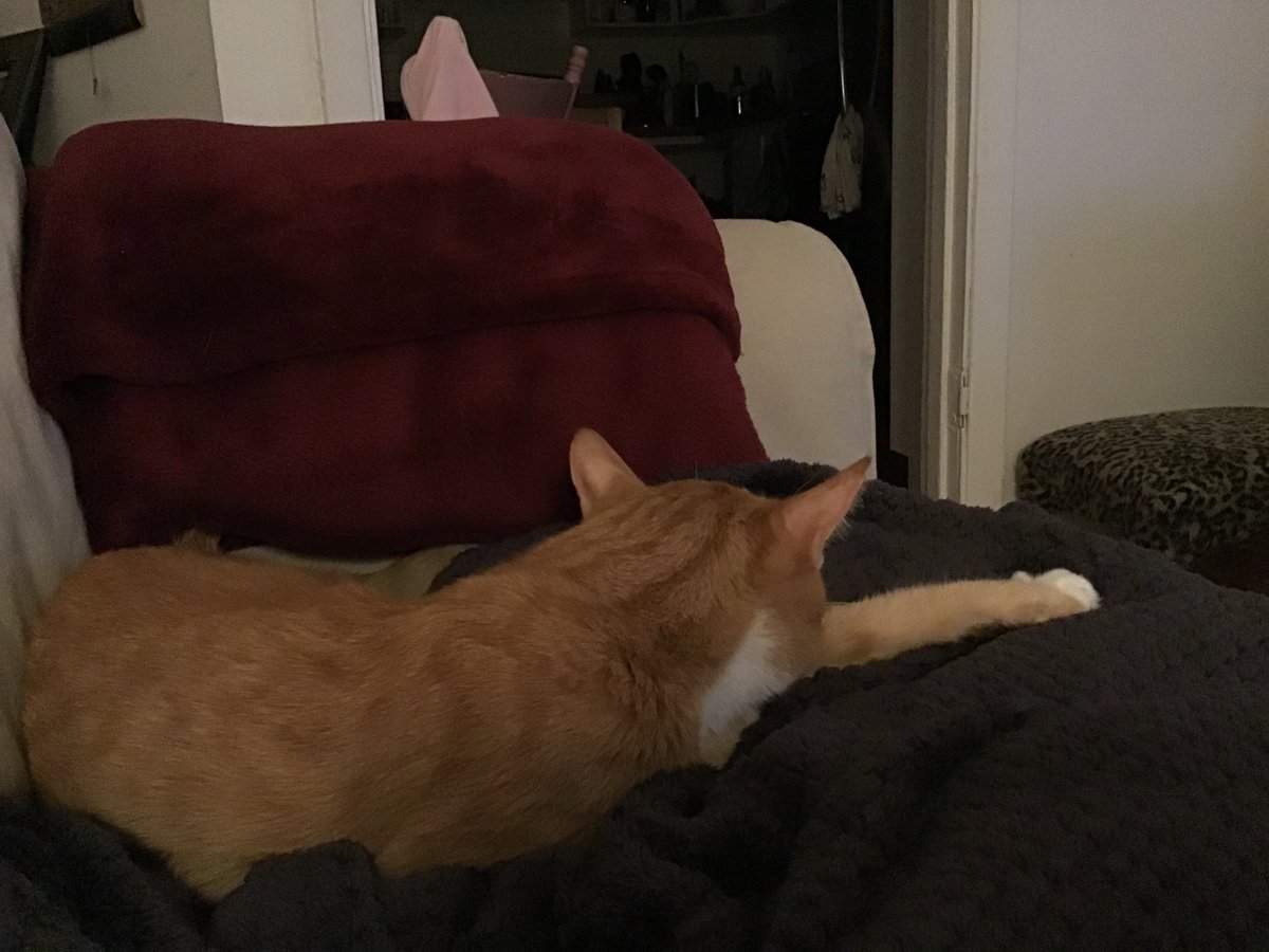 lemonthecat's tweet photo. I just can’t. ❤️ #cats #CatsOfTwitter #CatsForBiden #catsofMontreal #ConcedeTrumpGameOver https://t.co/k1uNHQ6TJT