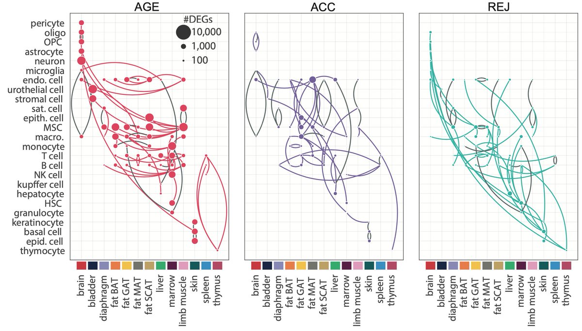 wysscoray's tweet photo. After Tabula Muris and TM Senis check out our last paper of this trio studying rejuvenation by young blood or aging with old blood at the scRNA level https://t.co/Pt3NA5lPx2. Congrats @robipalo &amp; thanks for wonderful collaborations with Andreas Keller, Steve Quake and @czbiohub https://t.co/qf1UM9NtE7