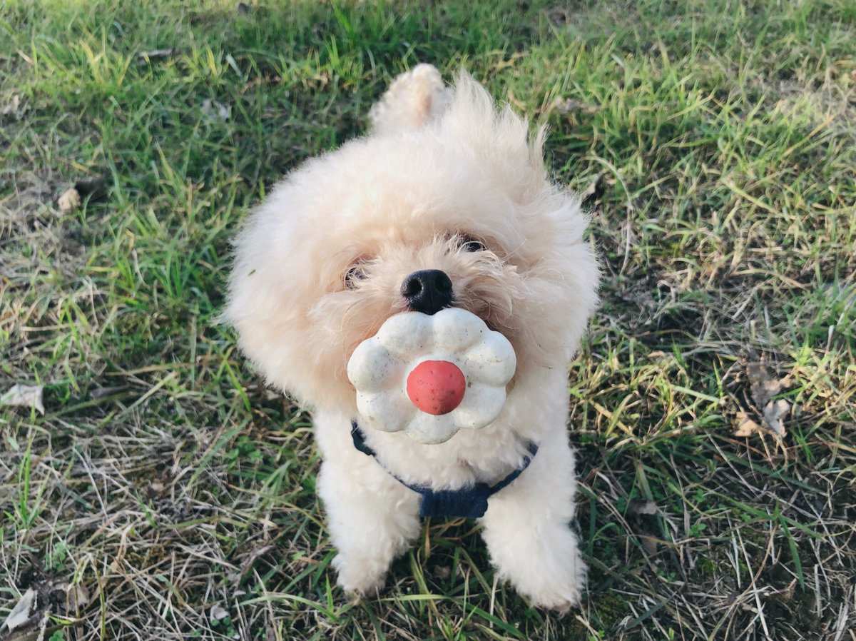 飛んでる犬の写真で元気になりたい Togetter