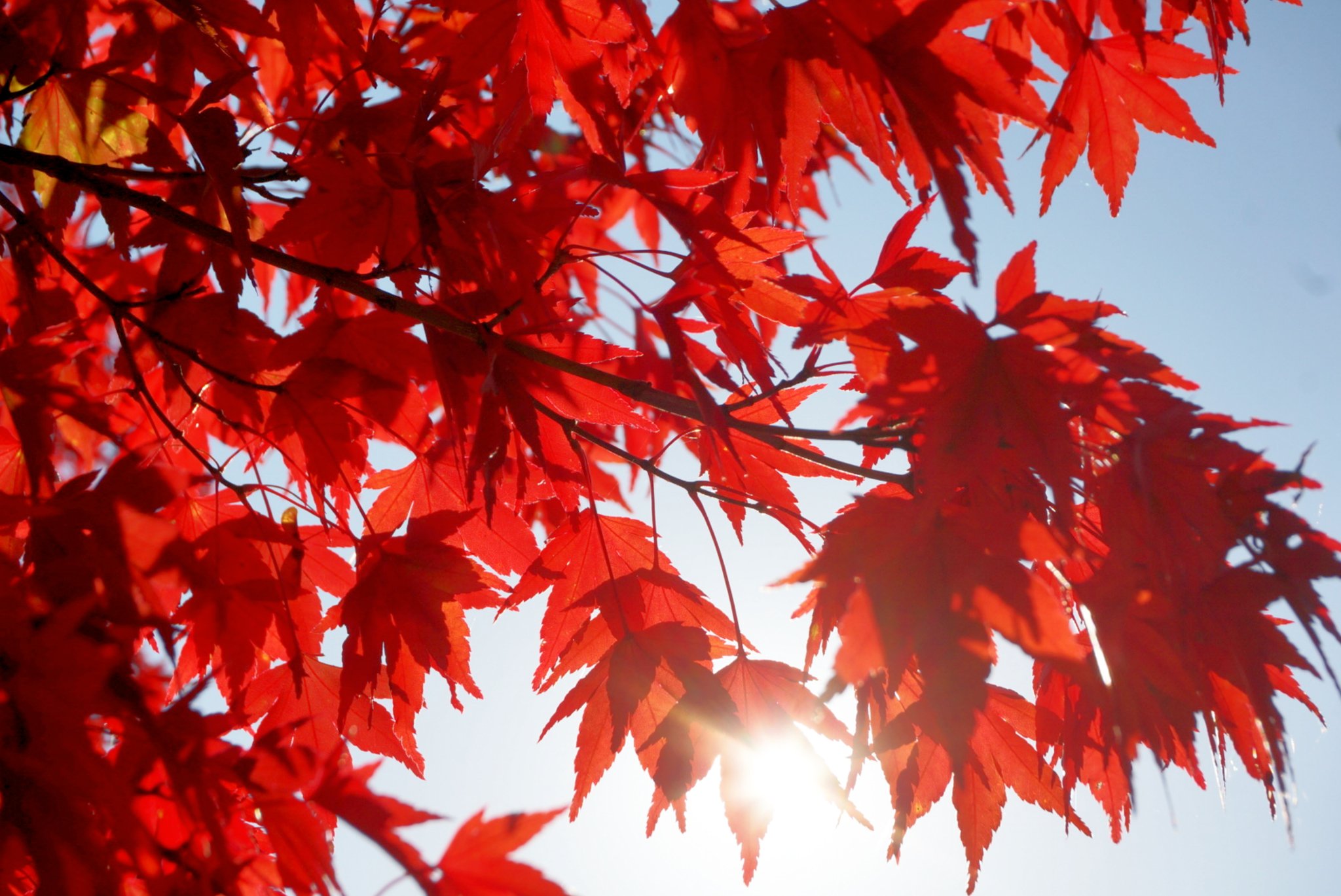 聖 2号機 Nissans15red 紅葉にも花言葉があるんですね 知らなかったです ためになりました Twitter
