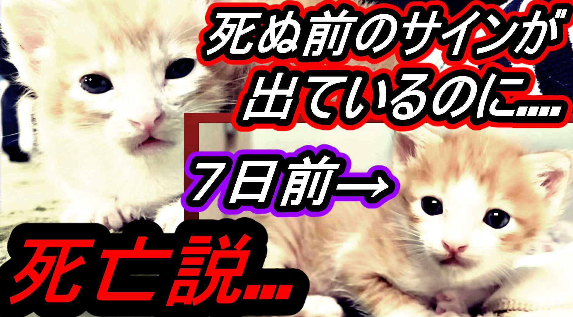 Ren On Twitter ねおの双子猫 死亡説 子猫の目の焦点が合ってなく 死ぬ前に近いサインを出しているのに ねおの双子猫 ねおの保護猫 子猫 猫 いいねした人全員フォローする いいねした人全員にフォローする Youtubeで見てね Https T Co