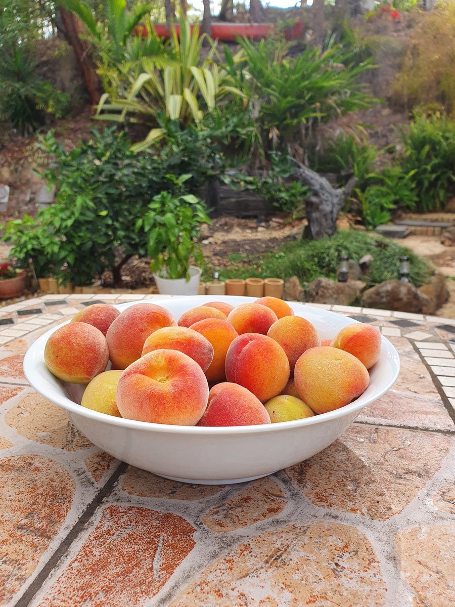 hodgson_d's tweet photo. Today's seasonal harvest organically brought to you by nature 🌱💞💦☀️
@CostasGarden #gardeningaustralia  #nature #peaches #gratitude https://t.co/ARi0PLJOB5
