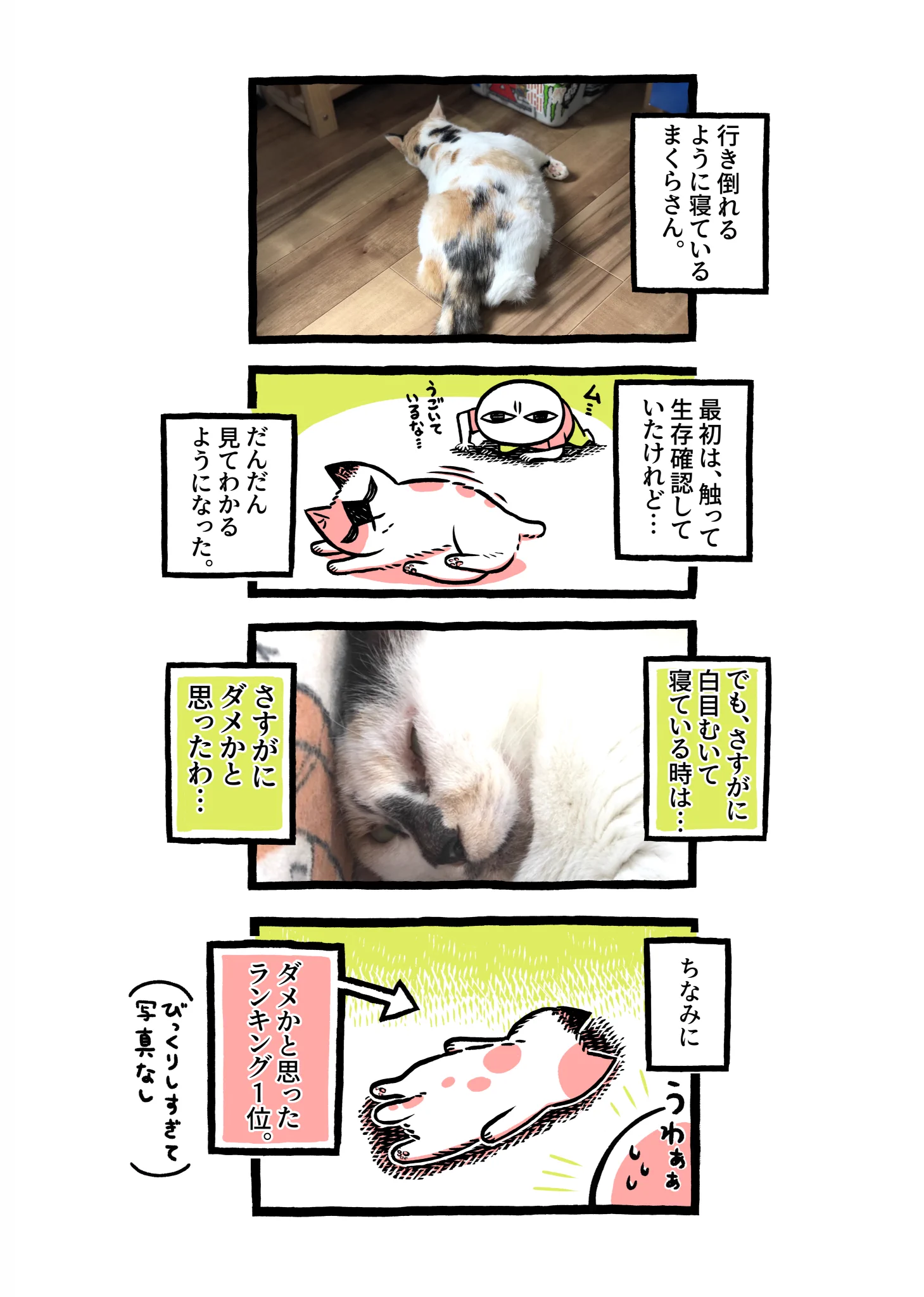 ヨボヨボの迷い猫を保護したら？毎日が生存確認の日々ｗｗ