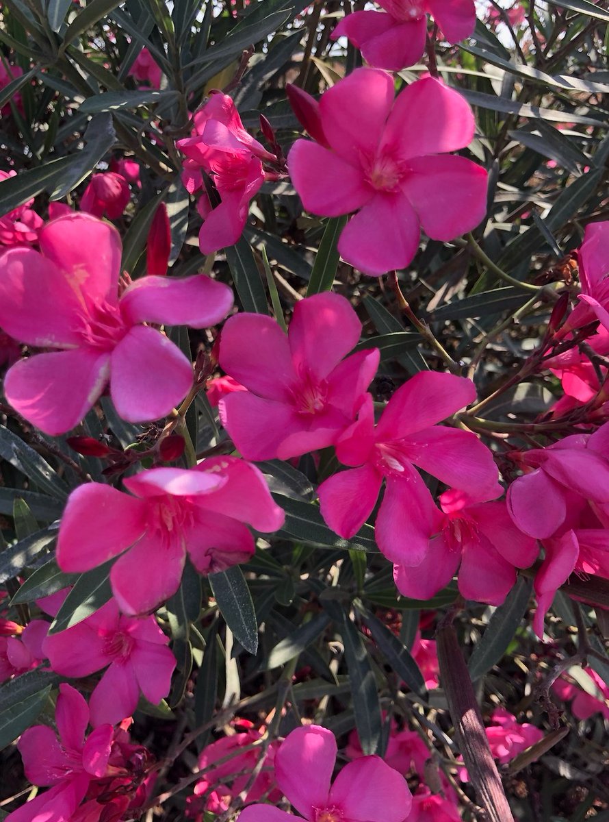 ShreeMukilanP's tweet photo. All our dreams can come true, if we have the courage to pursue them – Walt Disney
#quote #MotivationalQuotes #MondayMotivation #mondaythoughts #NaturePhotography #nature
@Senthil_Karun_T @Ram_Ganesh_S @swapna_dalal 💜🌸🙌
Shree Mukilan Pari https://t.co/9AZcfyZZ0a