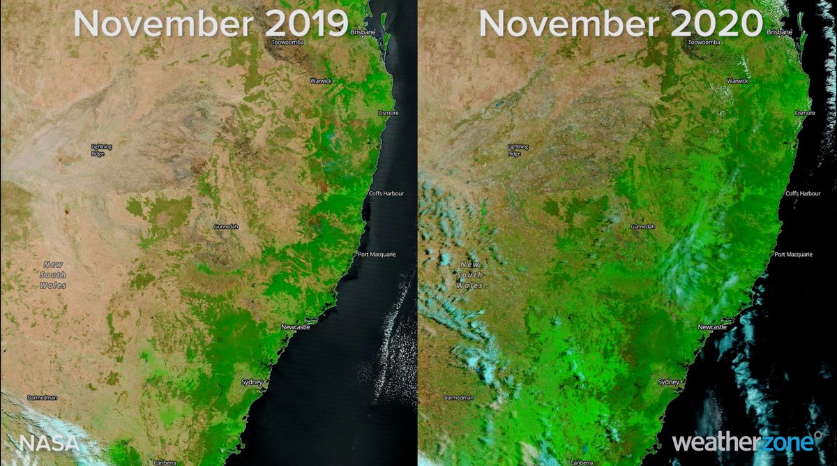 This year's rain has left a 'green footprint' on NSW, with satellite images showing significantly more living vegetation (green) than the same time last year.