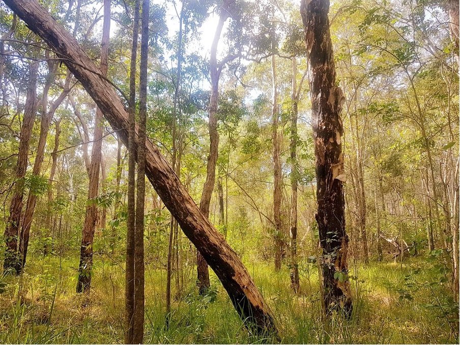 SCB_SEQ's tweet photo. Meet the team! President Courtney Melton 🌞 Her PhD project seeks to understand the value of understorey vegetation as a habitat resource supporting small woodland birds and a potential deterrent of a Key Threatening Process to their decline – overabundant, native, noisy miners. https://t.co/sgm80MKTPv