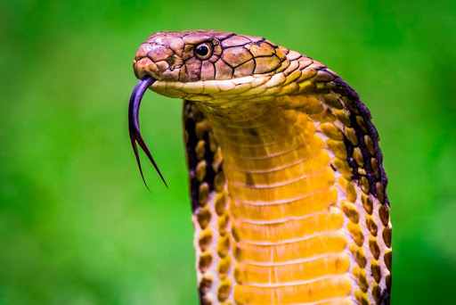 random_snakes's tweet photo. #HowIDealWithIdiots
1) Inform them that they are stupid.
2) Tell them that they need science facts, math facts, history facts, or whatever facts they are clueless about.
3) Tell them about snakes and science facts. Example: "Cobras are highly intelligent, unlike YOU." π€ͺππ€ https://t.co/QTuwwjTecB