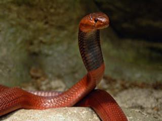 random_snakes's tweet photo. #HowIDealWithIdiots
1) Inform them that they are stupid.
2) Tell them that they need science facts, math facts, history facts, or whatever facts they are clueless about.
3) Tell them about snakes and science facts. Example: "Cobras are highly intelligent, unlike YOU." π€ͺππ€ https://t.co/QTuwwjTecB
