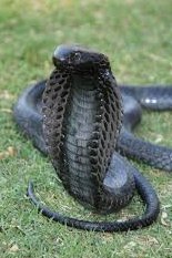 random_snakes's tweet photo. #HowIDealWithIdiots
1) Inform them that they are stupid.
2) Tell them that they need science facts, math facts, history facts, or whatever facts they are clueless about.
3) Tell them about snakes and science facts. Example: "Cobras are highly intelligent, unlike YOU." π€ͺππ€ https://t.co/QTuwwjTecB