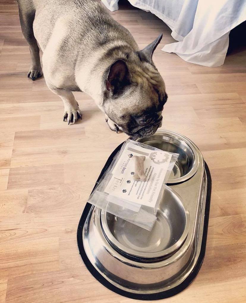 Harrison_Beach's tweet photo. Even in these difficult times, we are here for you and your four-legged friends 🐾. #DidYouKnow that we offer a number of #PetFriendly suites? For more information, visit https://t.co/h4Jr3cPeS1 📷 peanut_frenchbully #JustUpTheRoad #HarrisonHotSprings #ExploreBC https://t.co/1dJoMj2Lam