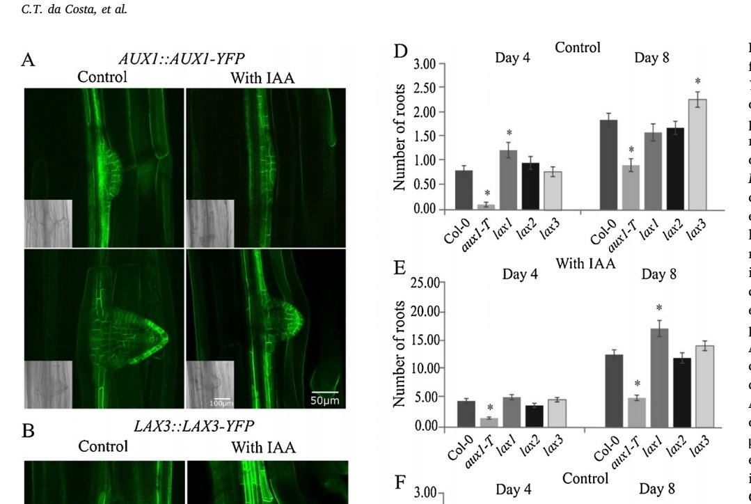 FettNetoLab's tweet photo. Auxin transporters and receptors play an important role in the adventitious rooting of Arabidopsis thaliana. Check this article in Plant Science by our own @cibeletesser and @LeidenBiology's @OffringaRemko.
https://t.co/3EmdqbwLmb https://t.co/1TKS2tPIXo