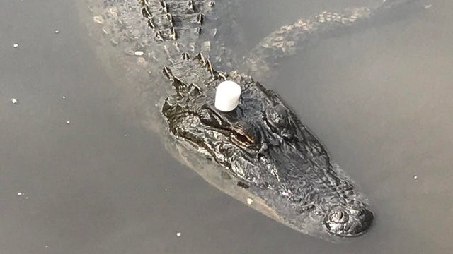 marshmallow on head. 

doesn't even know. 
just keeps swimming

marshmallow on head.