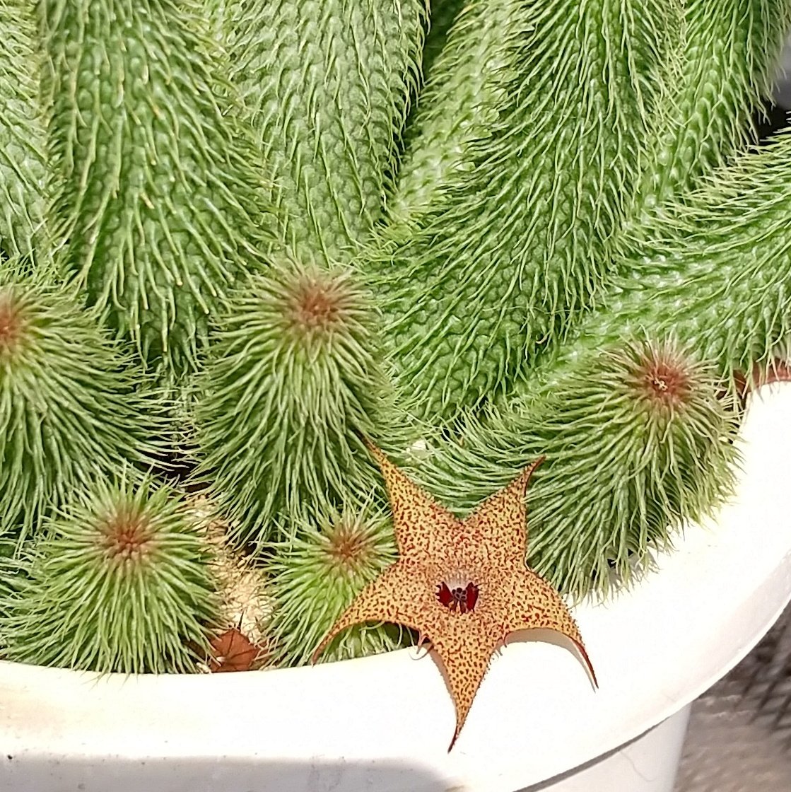 スーパーサボテンタイム フェルニアのゼブリナ Huernia Zebrina ですね 和名 だと縞馬でしたかな 阿修羅は阿修羅で本体がかっこいいので私はとても好きですよ 人 ﾟ私のも夏は調子がいいのですが 逆に冬に結構ダメージ与えてしまう