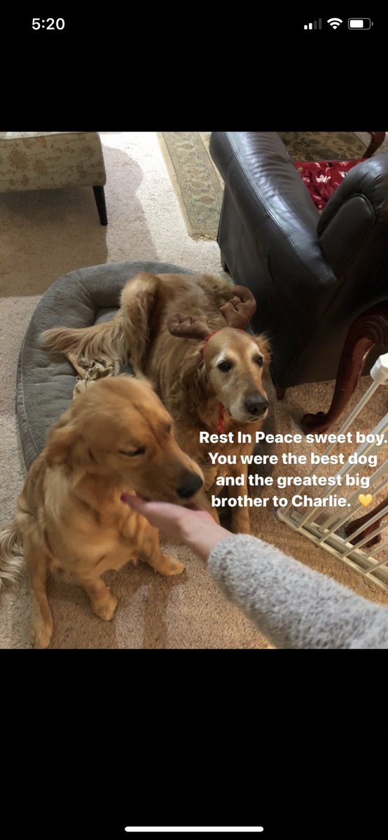 ronwhiteBTS's tweet photo. @TrevDon Dude .... this was the second hardest day of my life. The first was when my 13 year old Golden, Trouble passed away about 13 years ago. Pauly was going to be 11 on Thanksgiving. Charlie is 1 year old. She doesn’t understand why her Buddy Charlie didn’t come back home today😪 https://t.co/C42heY5jDM