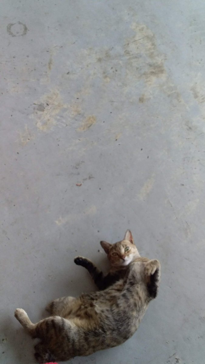 CatsofTIP's tweet photo. ongoing na ang enrollment sa taypi baka may magbigay ng pagkain sa'min #catsofTIP https://t.co/n7NyHbodox